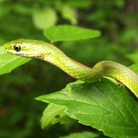 Louisiana Green Snake