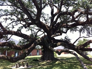 the-sallier-oak-lake