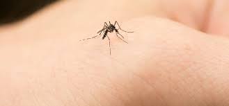 mosquito on hand getting ready to bite