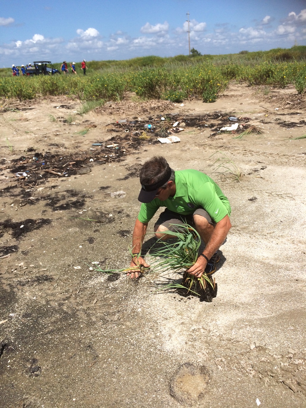 Planting beach grass