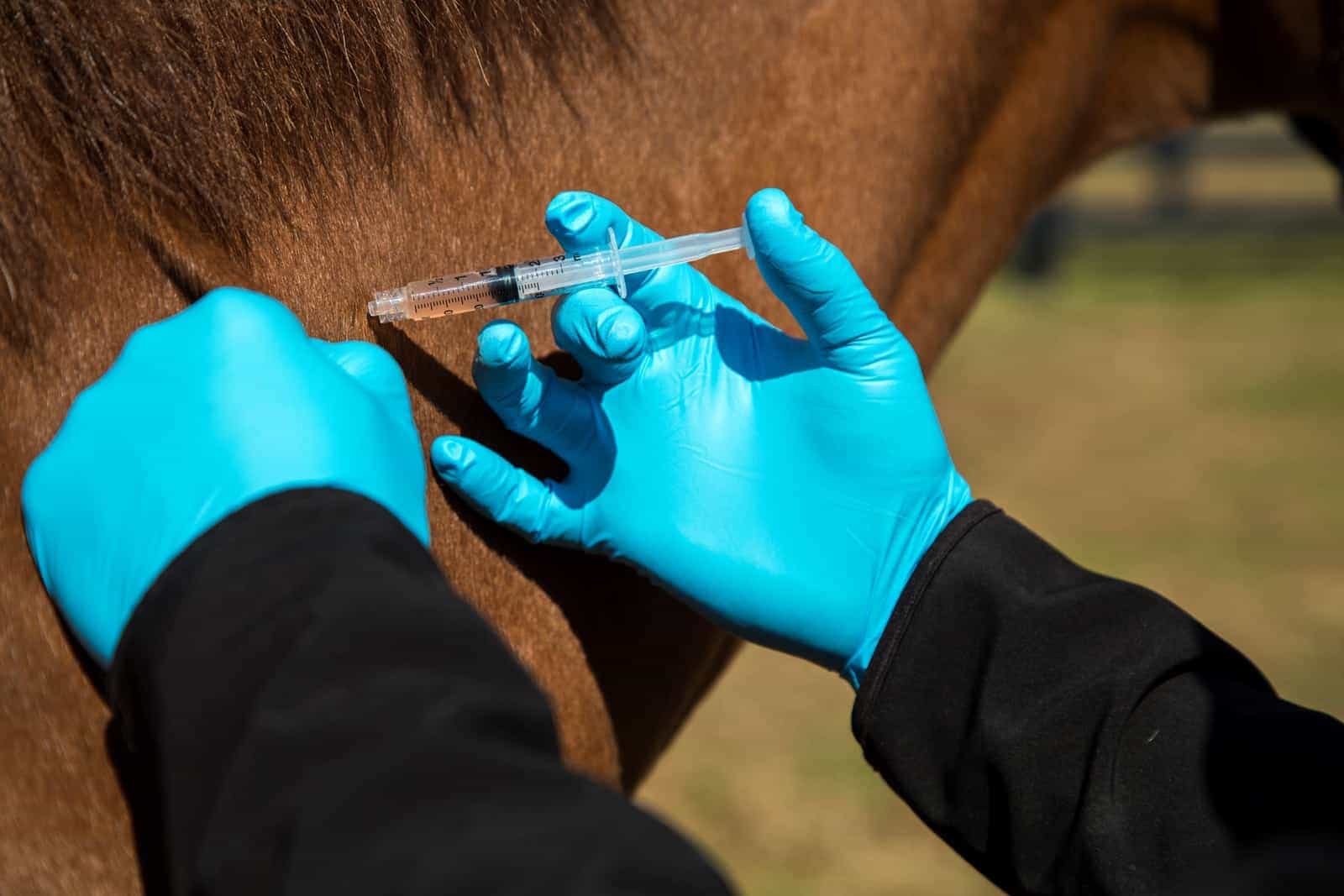 administering-vaccine for EEE on horse