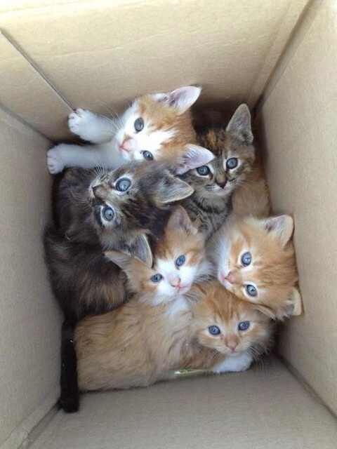 kittens in box