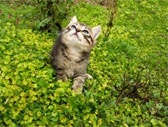 Cat in Clover