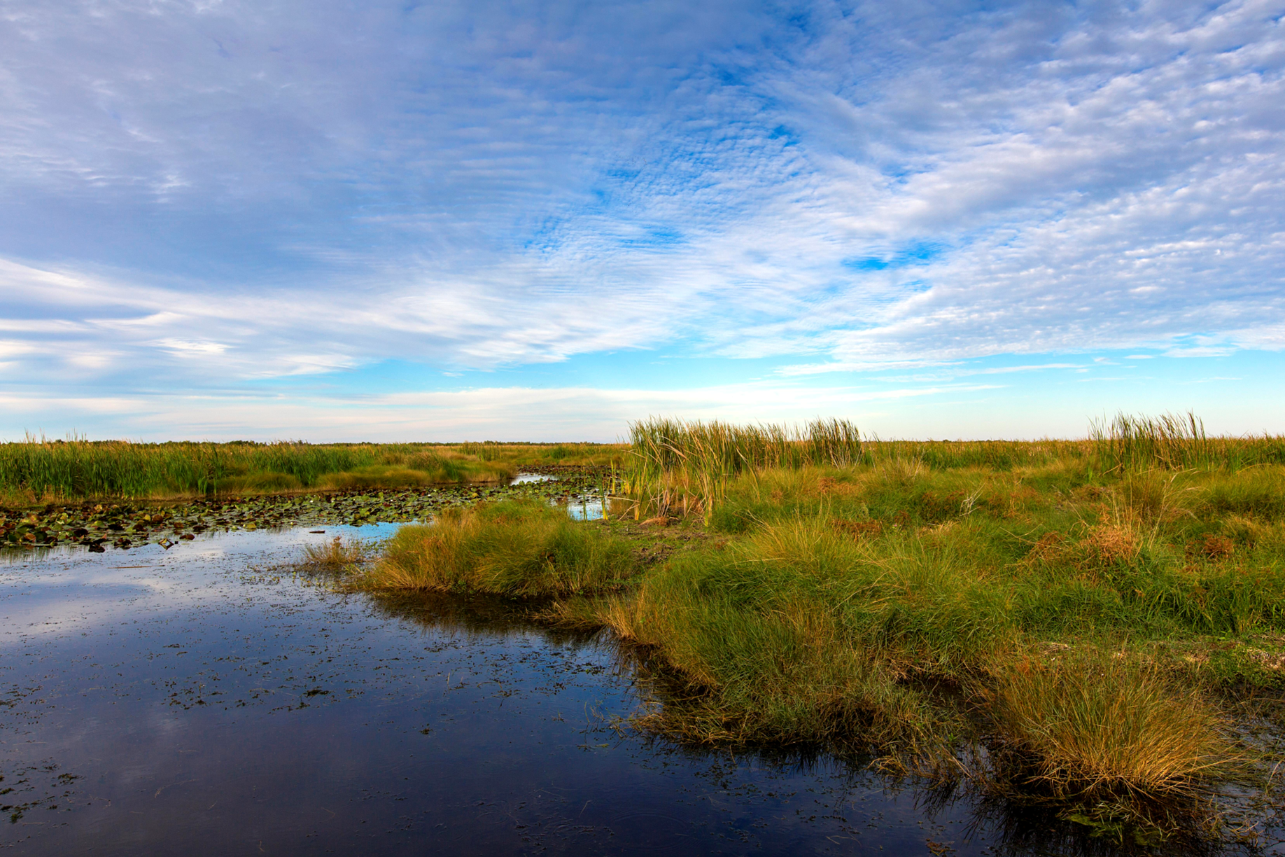 Wetlands