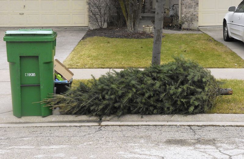 Christmas tree at curb for recycling