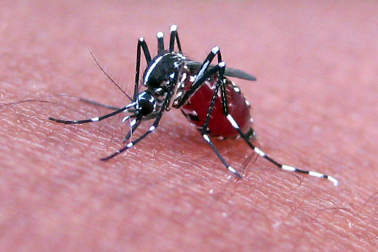 Aedes aegypti mosquito