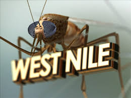 West nile mosquito