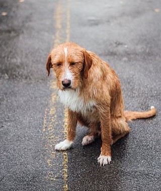 Lost, sad, wet, medium-sized red and white dog in middle of street