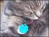 Cat Rabies Tag