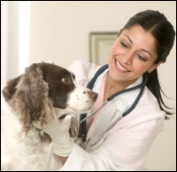 Veterinarian