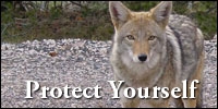 Protect Yourself from coyotes