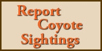 Report Coyote Sightings