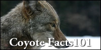 Coyote Facts 101