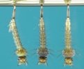 mosquito larvae