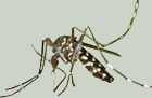 adult mosquito