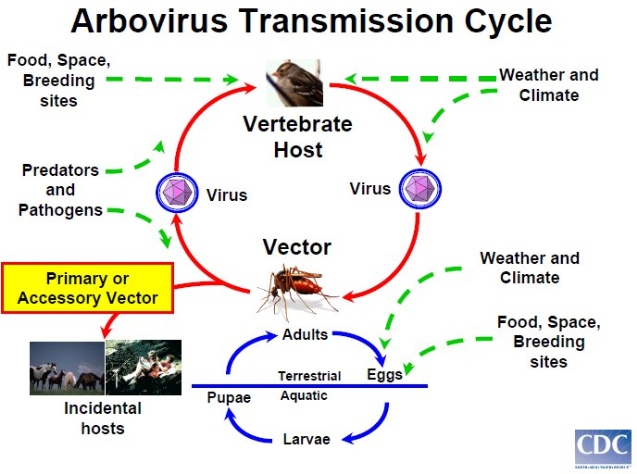 Arbovirus Transmission Cycle