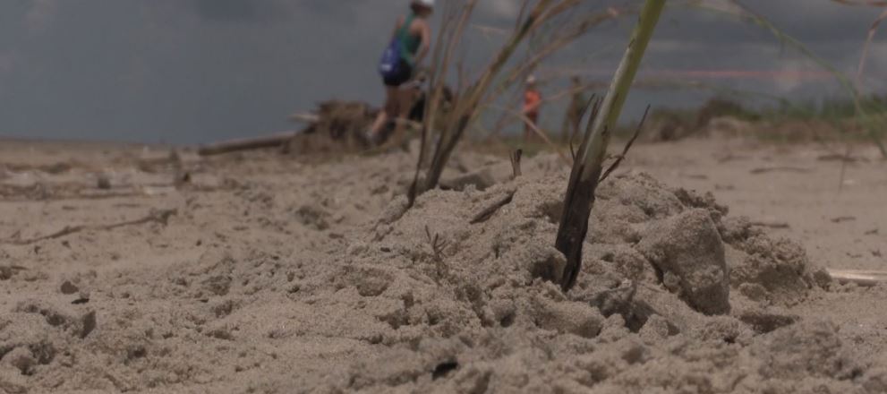 planting marsh grass